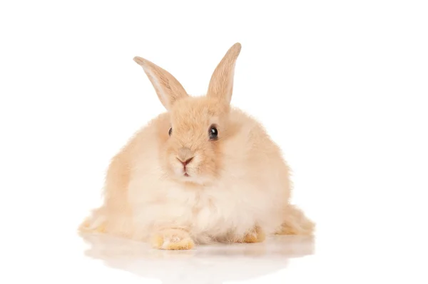 Lindo conejo — Foto de Stock