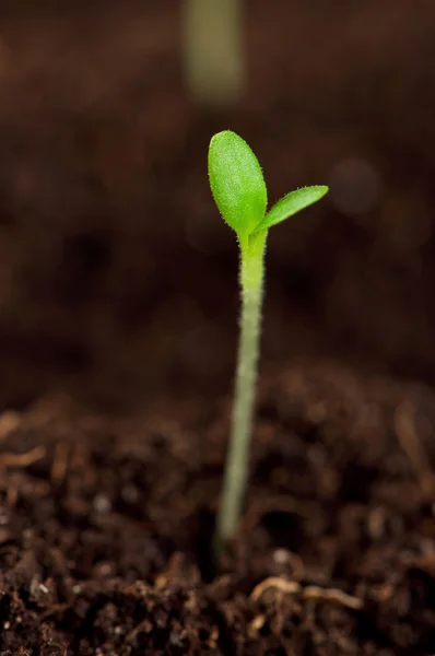 Piantina verde — Foto Stock