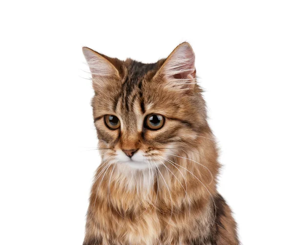 猫的肖像 — 图库照片