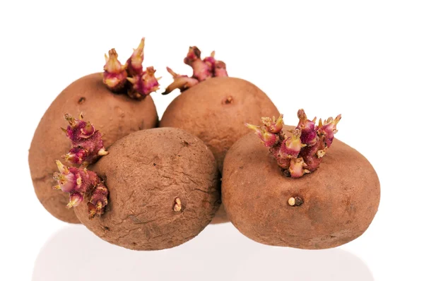 Ziemniaki kapusta — Zdjęcie stockowe