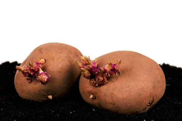 Potatoes sprouts — Stock Photo, Image