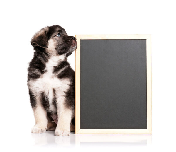 Puppy with blackboard