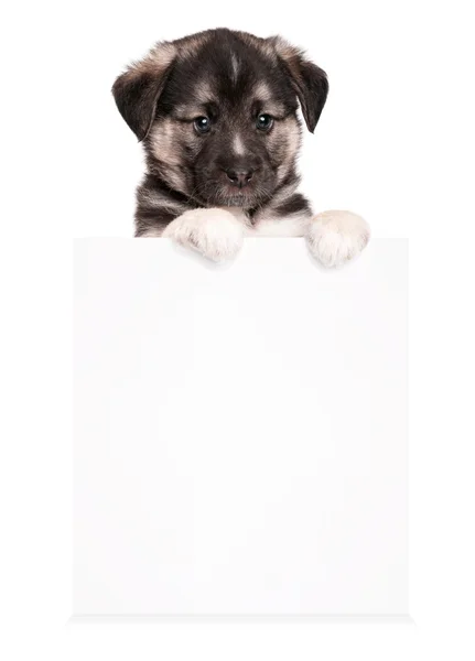 Cucciolo con carta — Foto Stock