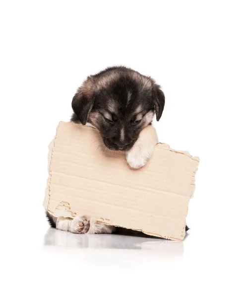 Pup met papier — Stockfoto