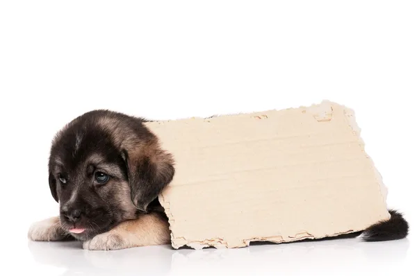 Kağıt ile köpek yavrusu — Stok fotoğraf