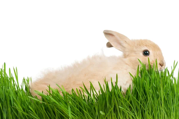 Konijn in gras — Stockfoto