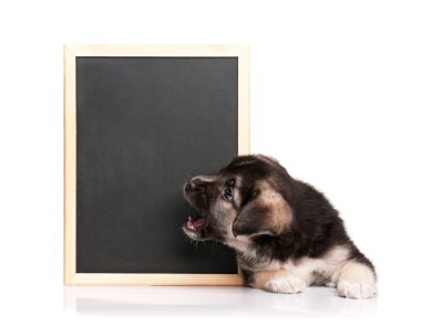 blackboard ile köpek yavrusu