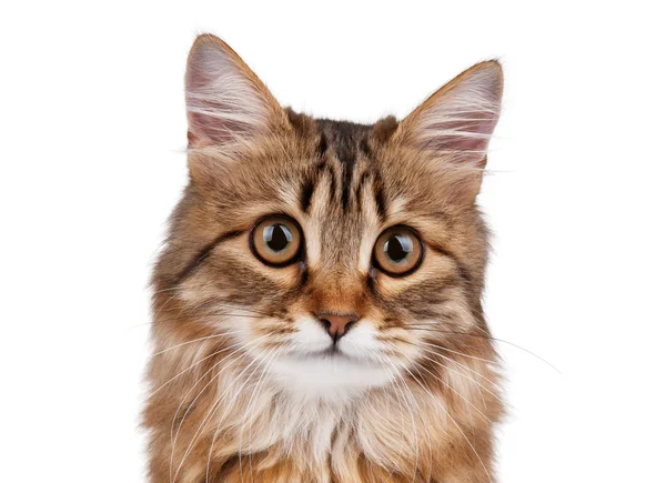 Kedi portresi — Stok fotoğraf