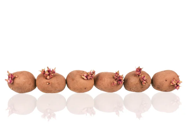 Potatoes sprouts — Stock Photo, Image