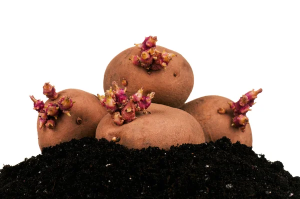 Pommes de terre germes — Photo