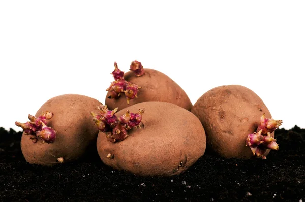 Τα λάχανα πατάτες — Φωτογραφία Αρχείου