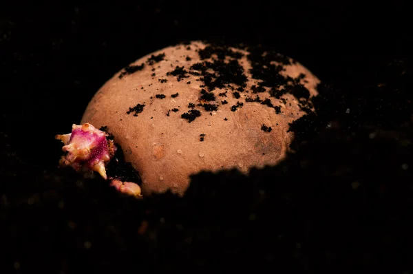 Brotos de batatas — Fotografia de Stock