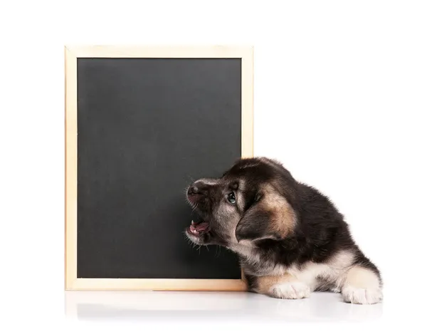 Blackboard ile köpek yavrusu — Stok fotoğraf