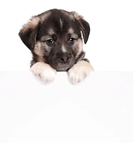 Puppy with paper — Stock Photo, Image