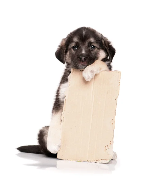 Cucciolo con carta — Foto Stock
