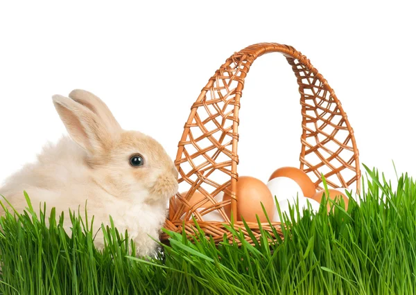 Conejo en la hierba —  Fotos de Stock