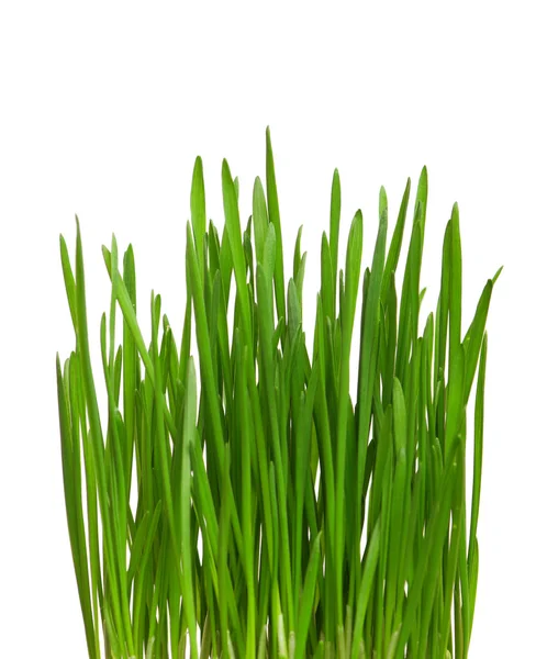 밀 잔디 — 스톡 사진