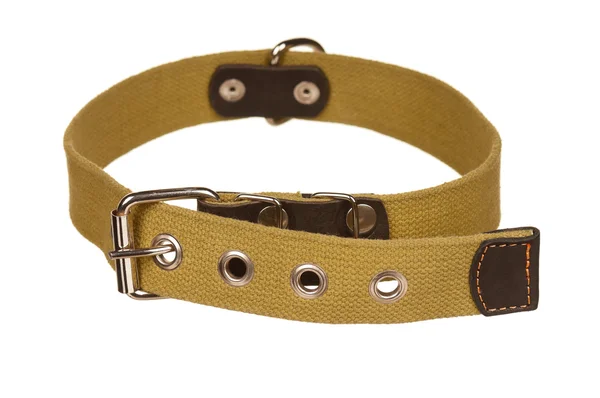 Dog collar — Stock Photo, Image