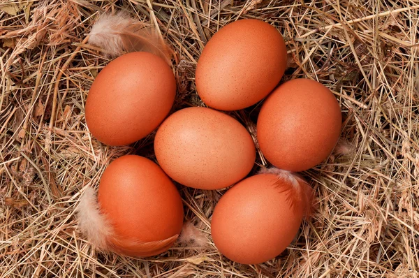 鸟巢中的蛋 — 图库照片