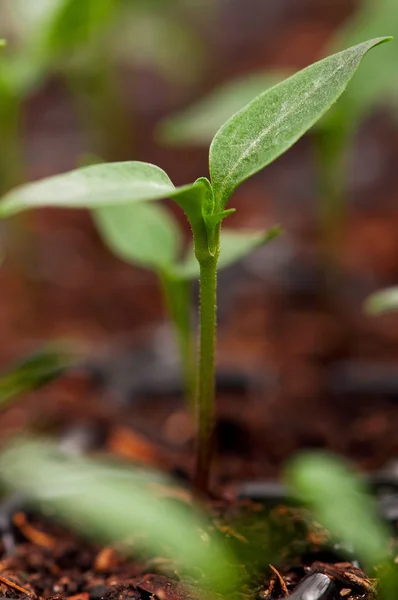 녹색 경종 — 스톡 사진