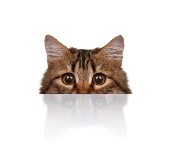 Karton kutu içinde küçük kedi yavrusu — Stok Foto © Andrey_Kuzmin 12240176