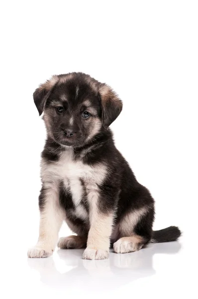 Schattig puppy — Stockfoto