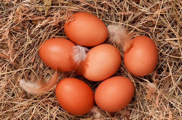 鸟巢中的蛋 — 图库照片