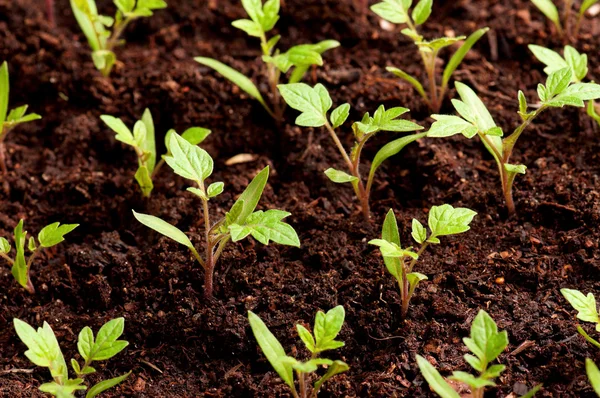 Green seedling — Stock Photo, Image