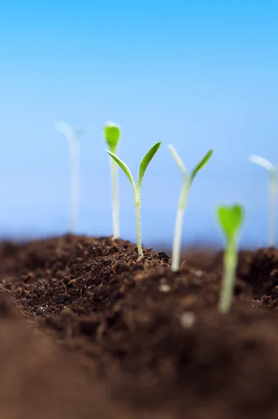 Gröna plantor — Stockfoto