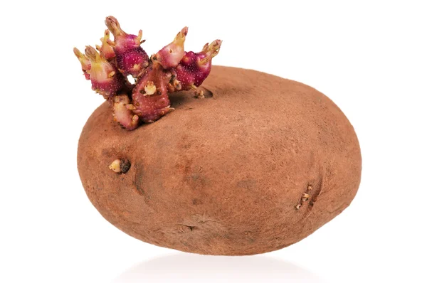 Kapusta s brambory — Stock fotografie