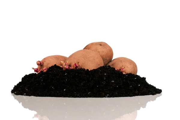 Patates lahanası — Stok fotoğraf