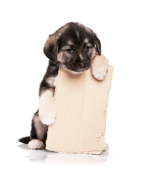 Puppy with paper — Stock Photo, Image