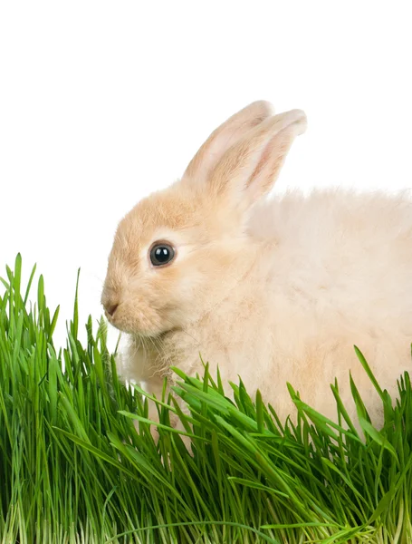 Кролик в траві — стокове фото