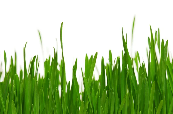 Пшеничная трава — стоковое фото