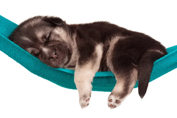 puppy hammock