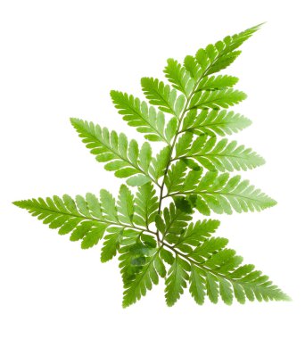 Fern leaf clipart