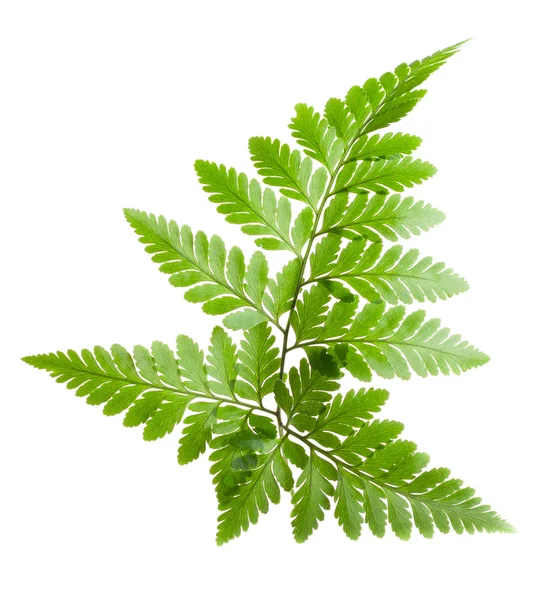 stock image Fern leaf