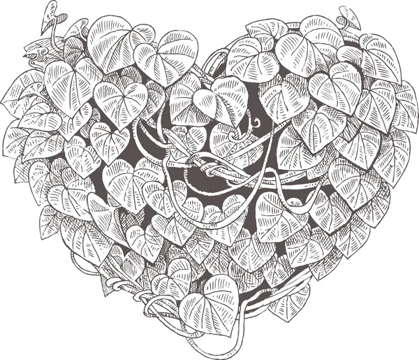 Cuore della pianta rampicante con foglie. San Valentino — Vettoriale Stock