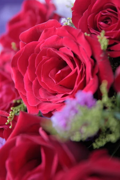 stock image Red Rose