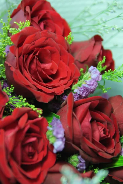 stock image Red Rose