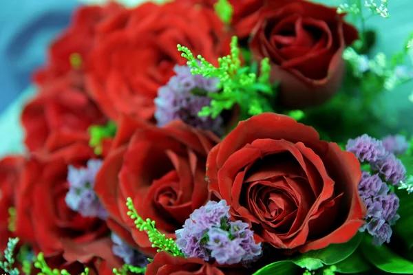 stock image Red Rose