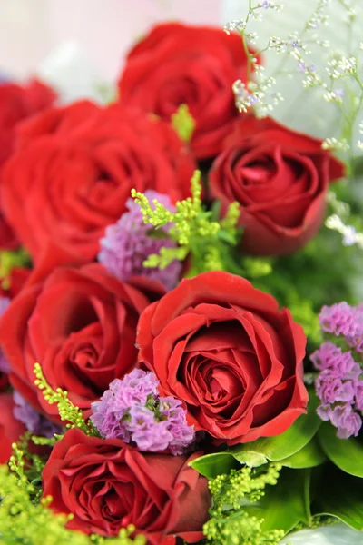 stock image Red Rose