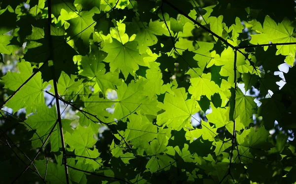 stock image Background with green maple leaves