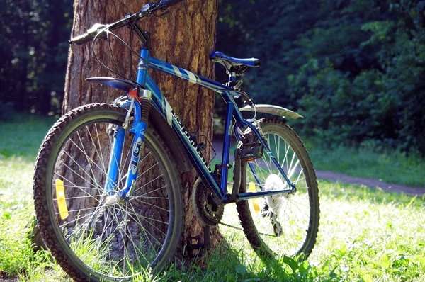 Bicicleta de montaña cerca del árbol — Foto de Stock