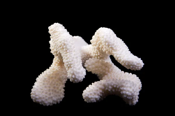 Sea coral — Stock Photo, Image