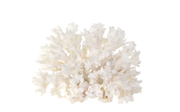 Coral marinho — Fotografia de Stock