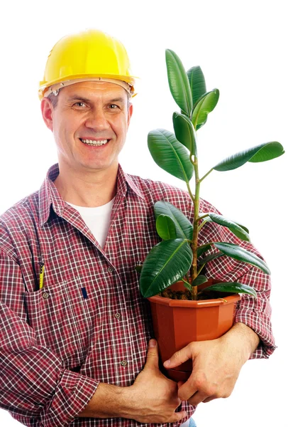 Builder with ficus — Stock Photo, Image