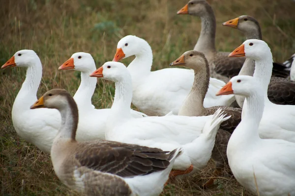 Gaggle. — Fotografia de Stock