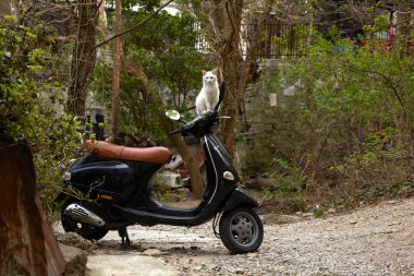 scooter üzerinde kedi