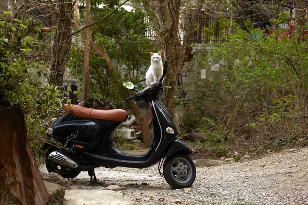 stock image Cat on scooter